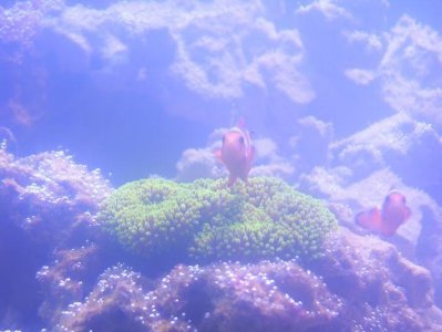 green gigantea w clowns.jpg