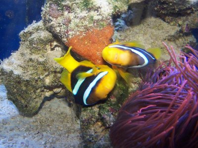 fish eggs 001.jpg