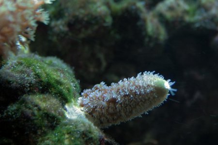 Acropora_humilis.jpg