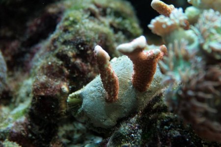 Rose montipora_digitata.jpg