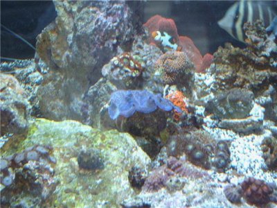 crocera n picasso.jpg