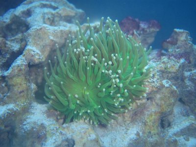 fish tank 012.jpg