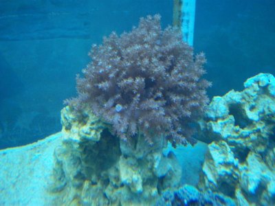 fish tank 001.jpg