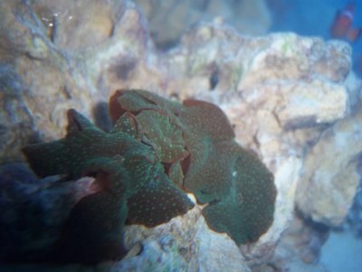 fish tank 013.jpg