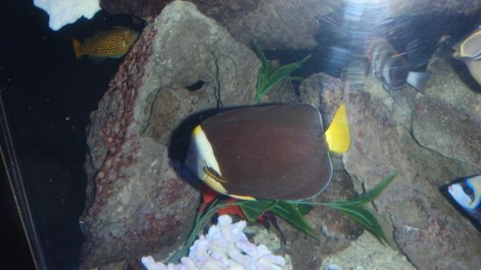 New fish 002.jpg