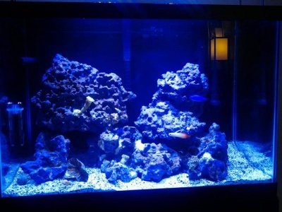 tank June 9th 2014 day after new light.jpg