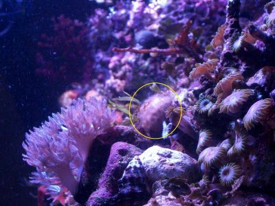 golfball coral.jpg