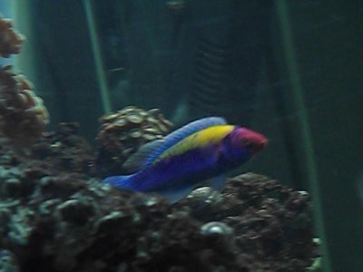 wrasse `1 005.jpg