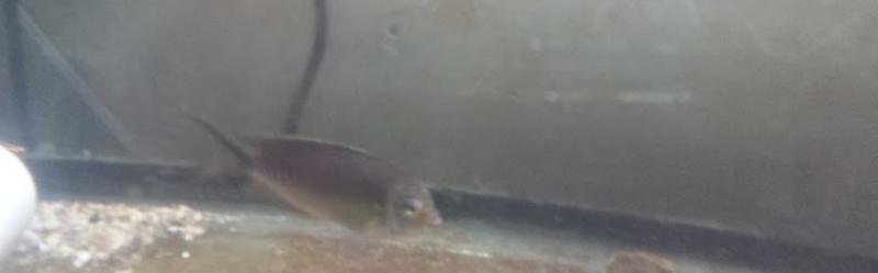 male Genicanthus semifasciatus with flukes QT - small.jpg