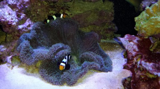 Green Gig Carpet 06_15_14.jpg