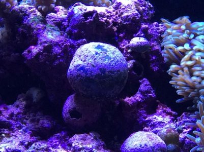 BubbleAlgae.jpg