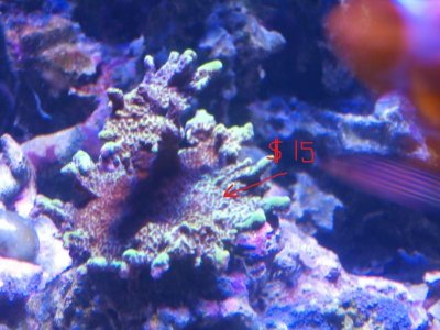 coral3.jpg