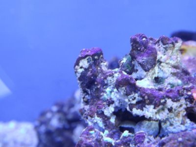 first coral 008.jpg
