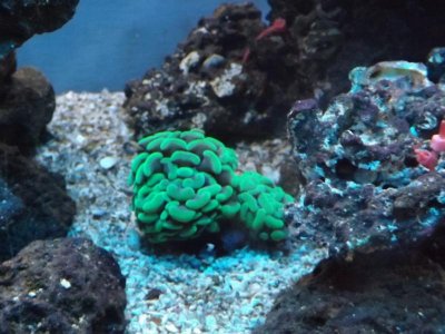 first coral 011.jpg