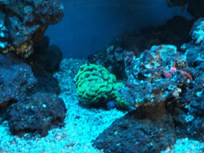 first coral 014.jpg