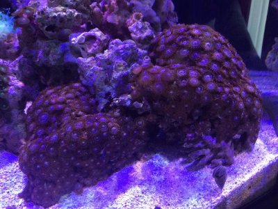 photozoa1.jpg