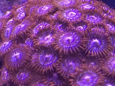 photozoa 2.jpg