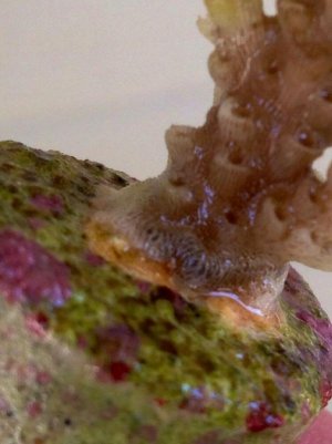 ImageUploadedByTapatalk1403556997.402043.jpg ImageUploadedByTapatalk1403556997.402043.jpg