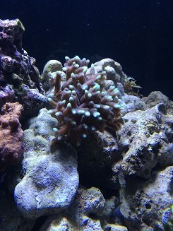 SPS Coral (small).jpg