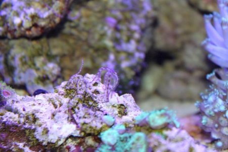 Starfish Spawning 1.jpg