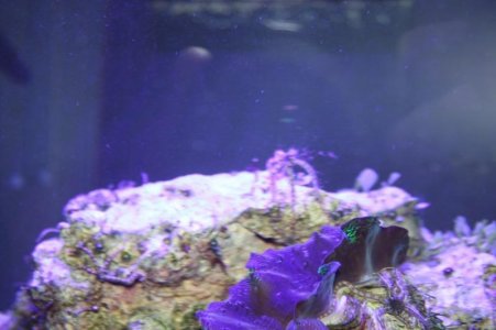 Starfish Spawning 2.jpg