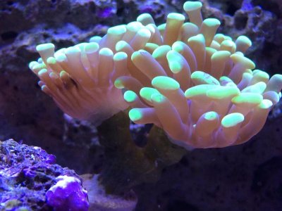 Burnt hammerhead coral 1.jpg