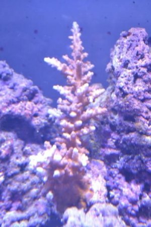 coral01.jpg