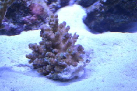 coral03.jpg