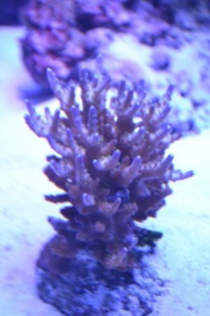 coral04.jpg