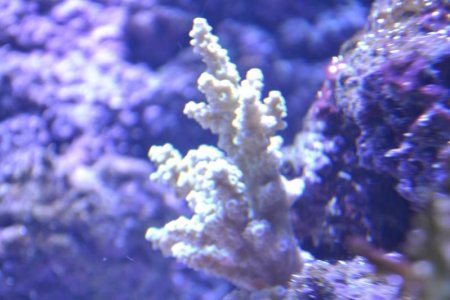 coral05.jpg