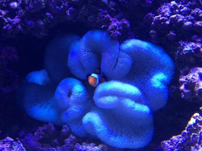 BlueGigantea2014070103.jpg