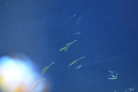 Algae.jpg