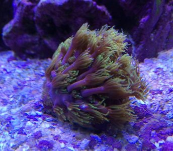 Gonipora2014070201.jpg