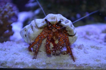 crab001.jpg