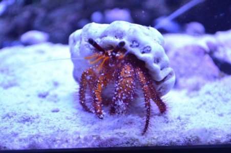 crab002.jpg