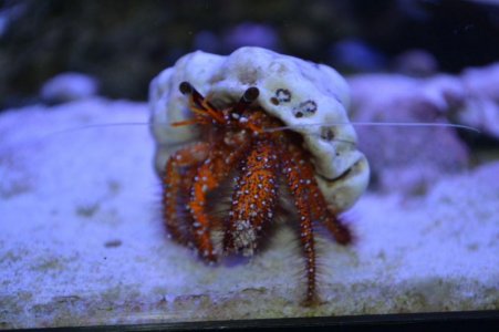 crab003.jpg