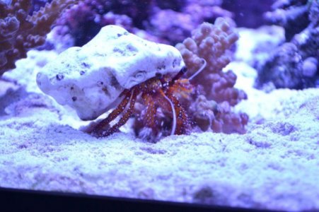 crab004.jpg