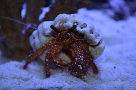crab005.jpg