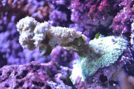 coral001.jpg