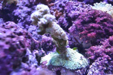 coral002.jpg