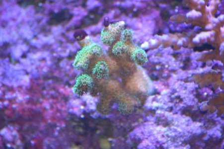 coral003.jpg
