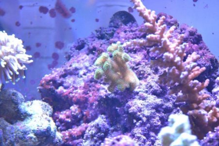 coral004.jpg