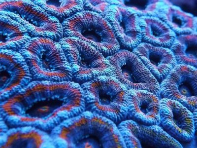 Acan5.jpg
