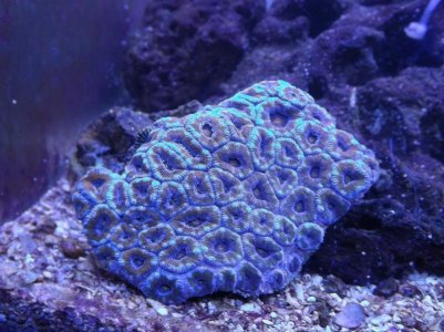 Acan8- not acurate color.jpg