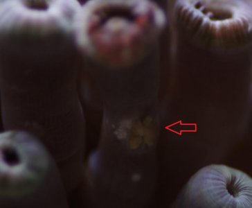 zoa.jpg