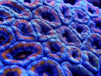 Acan5.jpg