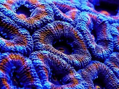 Acan7.jpg