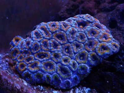 acan full shot.jpg