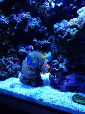 cleaner wrasse and tang.jpg