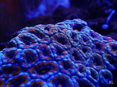 Acan4.jpg